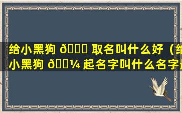 给小黑狗 🐞 取名叫什么好（给小黑狗 🌼 起名字叫什么名字最好呢）